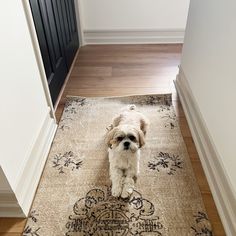 a small dog standing on top of a rug next to a wooden door and doorway