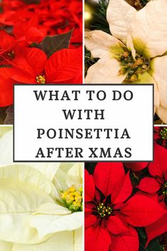 what to do with poinsettia after xmas