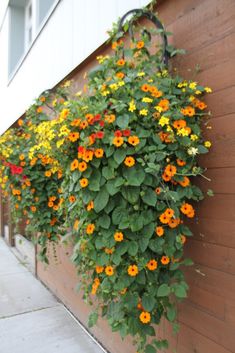 flowers growing on the side of a building