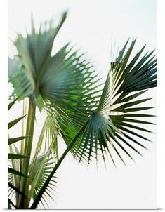 a palm tree with green leaves in the foreground and white sky in the background