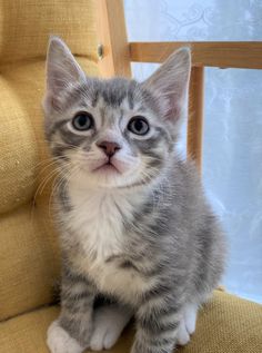 a grey and white kitten sitting on top of a yellow chair