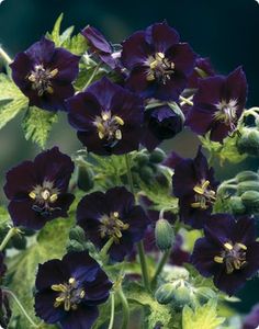 purple flowers with green leaves in the background