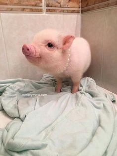 a small pig sitting on top of a towel