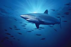 an image of a shark in the ocean with words written below it that say,