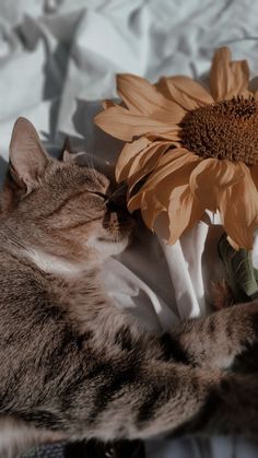 a cat sleeping next to a sunflower on top of a white bed sheet,