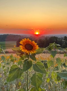 a sunflower in the middle of a field at sunset