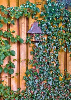 ivy growing up the side of a wooden fence next to a bird feeder and lamp