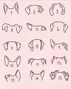 the instructions for how to draw a dog