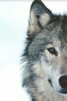 a black and white photo of a wolf's face