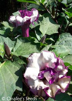 two purple and white flowers in the middle of green leaves