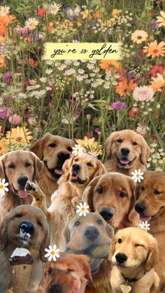 a group of dogs with flowers in front of them and the caption you're so golden