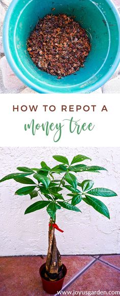 a potted plant with money in it and the words how to reppot a money tree