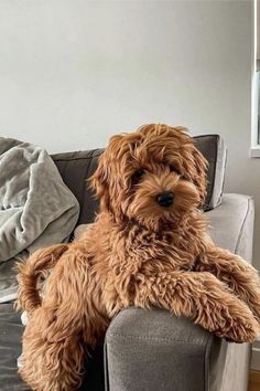 a brown dog sitting on top of a couch