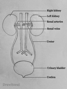 diagram of the urinal and bladder