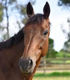 a brown horse standing on top of a lush green field