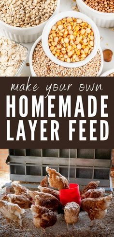 homemade layer feed made with sunflower seeds and almonds is the best way to make your own homemade layer feeder