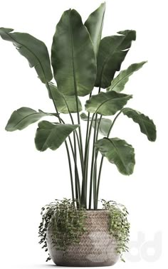 a potted plant with large green leaves