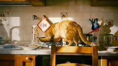 an orange cat standing on top of a wooden chair next to a sink in a kitchen