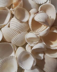 many shells are arranged together on the table