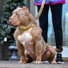 a brown and white dog sitting on top of a sidewalk next to a person wearing black sneakers