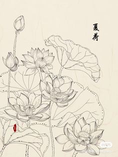 a drawing of water lilies with chinese writing