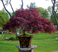 a bonsai tree is growing in a pot on a table outside near the grass