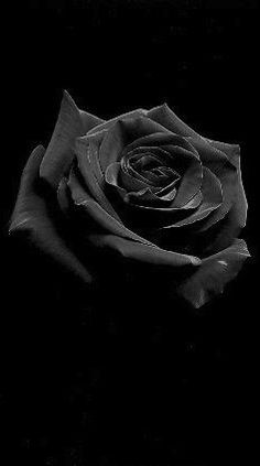 a black and white photo of a rose