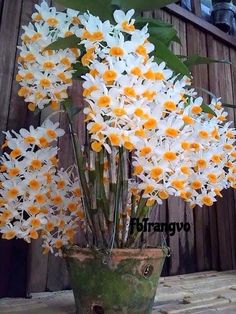 white and yellow flowers are in a pot