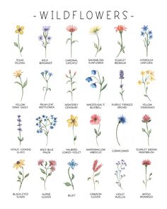 wildflowers are the most popular flowers in the world