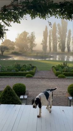 a black and white dog standing on top of a wooden deck next to a lush green park