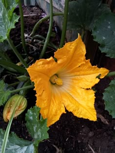 a yellow flower with green leaves in the ground