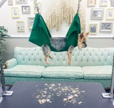 a dog is hanging upside down in a living room hammock on a couch