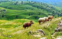 a herd of sheep standing on top of a grass covered hillside next to a lush green valley