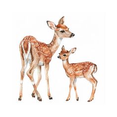 two fawns standing next to each other on a white background in watercolor