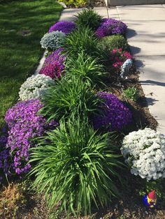 purple and white flowers line the side of a sidewalk