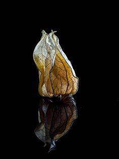 a dried flower sitting on top of a black surface with its reflection in the water