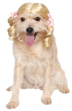 a white dog with blonde hair and pink bows on it's head sitting down