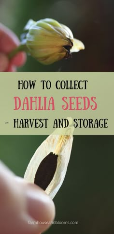 two pictures, one of a dahlia seed pod, and one of a dahlia seed being removed from the pod Daliah Flower, Dahlia Flower Garden, Dahlia Seeds, Growing Cut Flowers, Cut Flower Farm, Dahlias Garden, Growing Dahlias, Knitting Toys, Flower Farmer