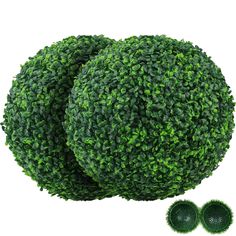 two round bushes with green leaves are shown next to each other