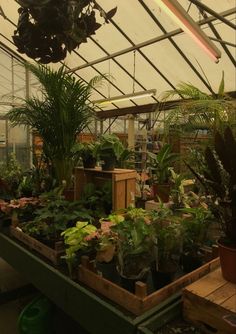 the inside of a greenhouse filled with lots of plants