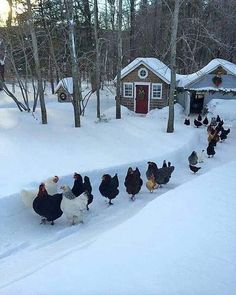 there are many chickens walking in the snow