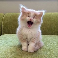 a cat yawning while sitting on a green couch with its eyes closed and mouth wide open