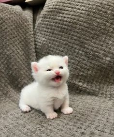 a small white kitten sitting on top of a couch