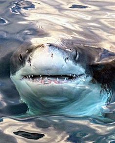 a great white shark swimming in the water