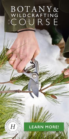 a person cutting branches with scissors on top of snow and text that reads, botany & wildcrafting course learn more