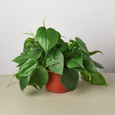 a potted plant sitting on top of a table