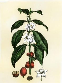 an illustration of a plant with flowers and fruit on it's stems, including two pears