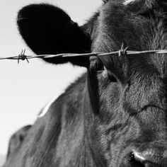 a cow is standing behind a barbed wire fence