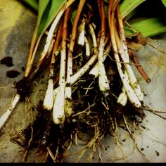 some root vegetables are laying on the ground