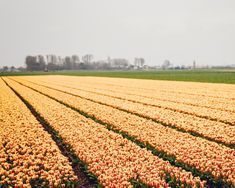 rows of tulips in the middle of a field